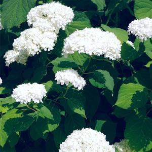 在线观看免费视频一区
